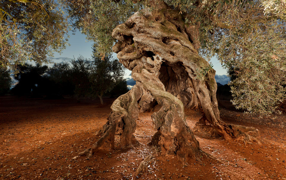 Etern Olive Oil_Olivera de les 4 potes - Canet Lo Roig - Santi Martorell